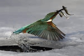 Kingfisher genus: Halcyon